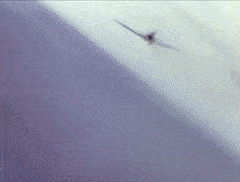 DOGFIGHT